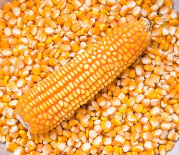 Yellow corn (Maize)